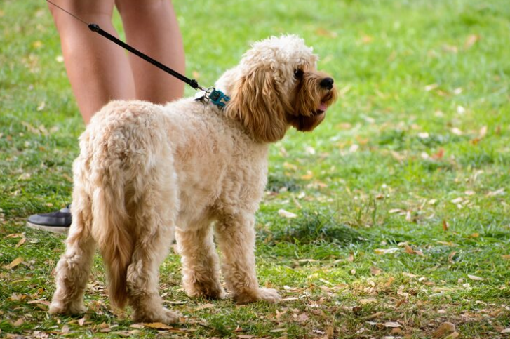 How to Choose the Best Goldendoodle Breeders You Can Trust